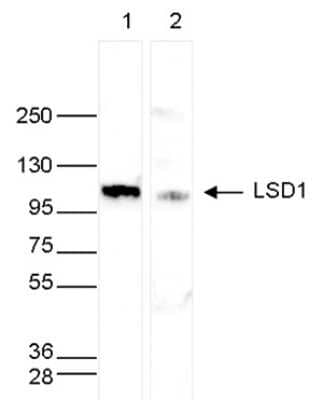 Western Blot: LSD1 Antibody [NBP3-18640] - Figure 2. Western blot analysis using the antibody directed against LSD1 Whole cell extracts (40 ug) from HeLa cells transfected with LSD1 siRNA (lane 2) and from an untransfected control (lane 1) were analysed by Western blot using the antibody against LSD1 diluted 1:1,000 in TBS-Tween containing 5% skimmed milk. The position of the protein of interest is indicated on the right; the marker (in kDa) is shown on the left.